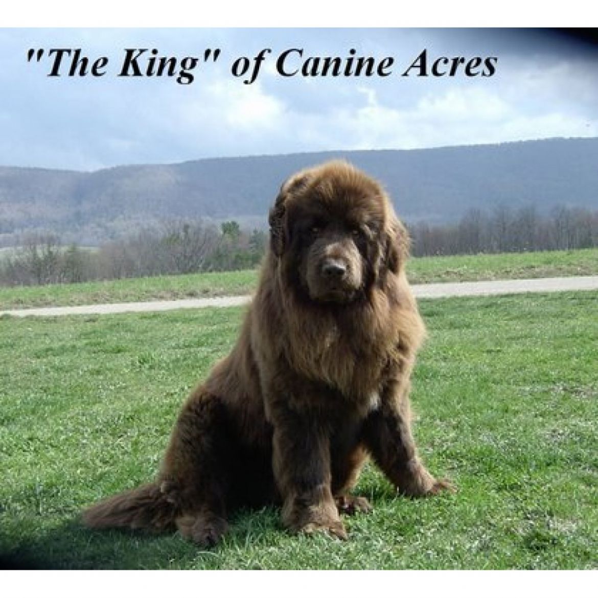 R Canine Acres King (01-03-2006)